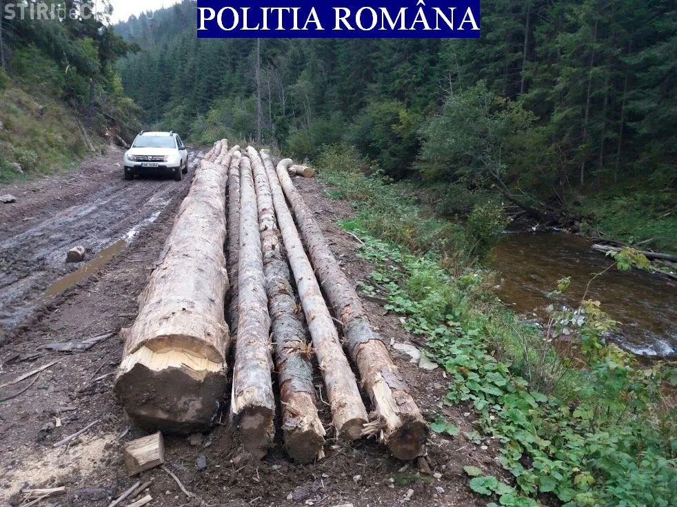 SCUTUL PĂDURII : Zeci de metri cubi de material lemnos confiscat la Baia de Arieș