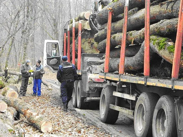 Scutul pădurii : Cu documente FALSE și-a însușit o pădure și a început să o exploateze