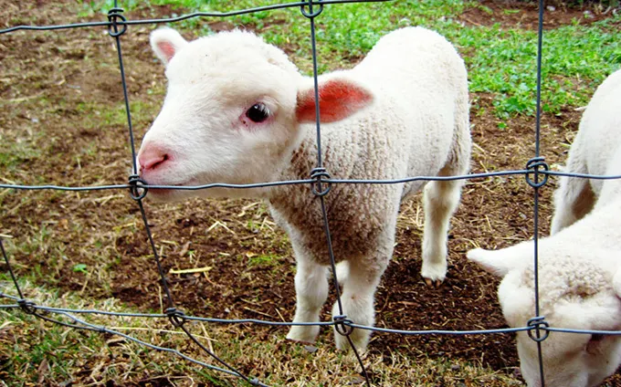 Prins transportând carne de miel fără acte
