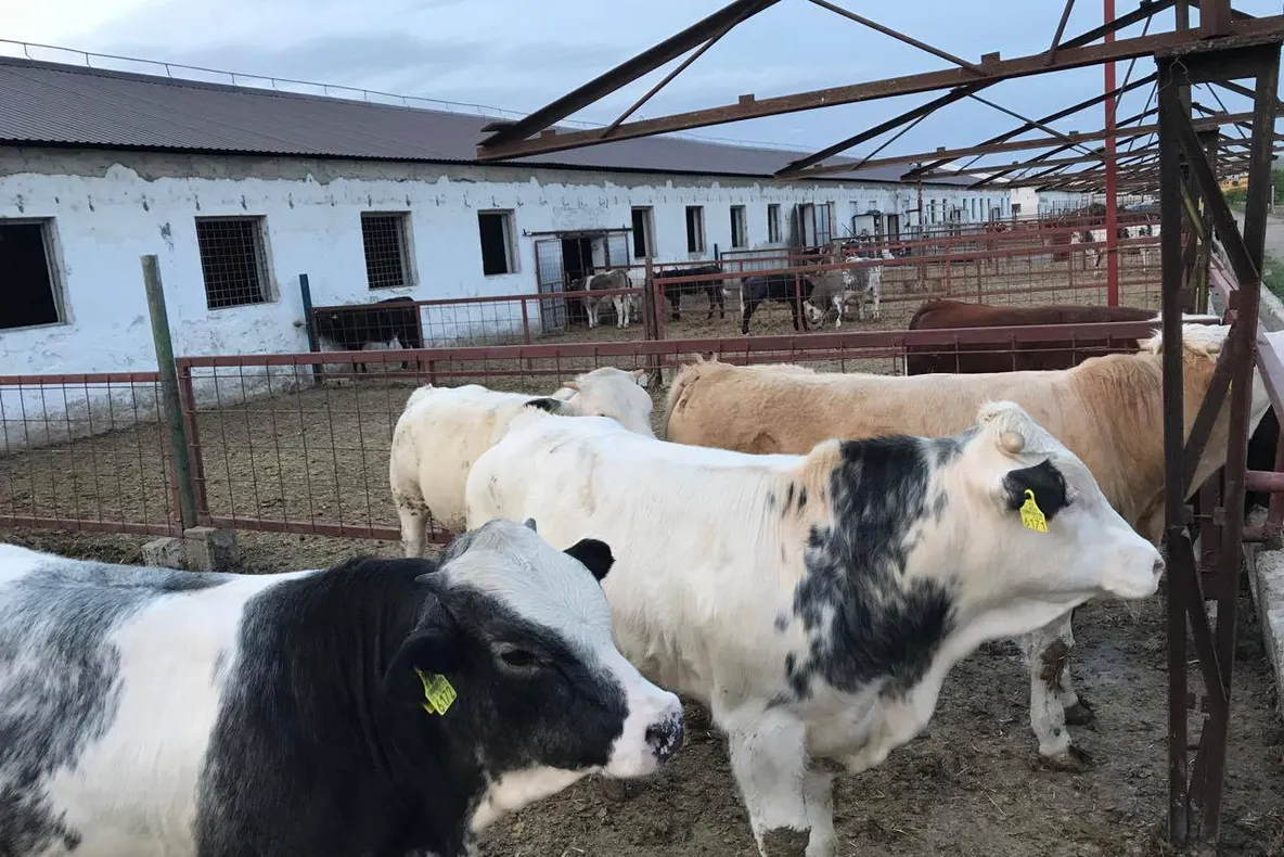 Patru baze de achiziții pentru specia bovine, autorizate de D.S.V.S.A. Alba