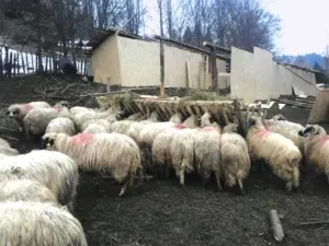 Copil de 13 ani „uitat” de părinți la o stână în Hunedoara. Acesta a fost lăsat să muncească