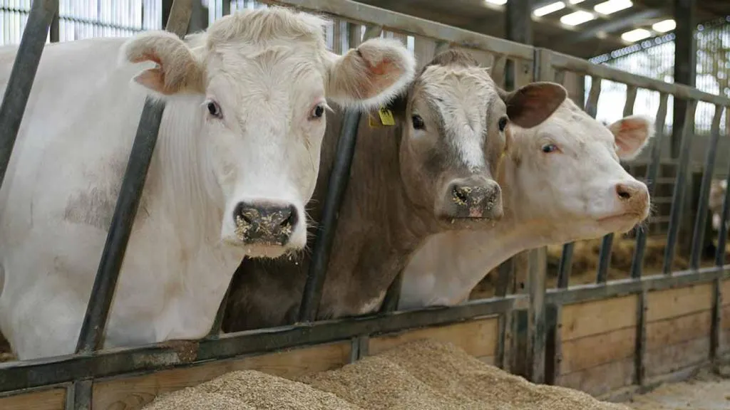 Alba : Peste 200 de bovine se vând lunar în cadrul bazelor de achiziții autorizate de către DSVSA