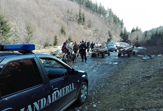 Amenzi aplicate de jandarmi pentru sustrageri ilegale de lemne