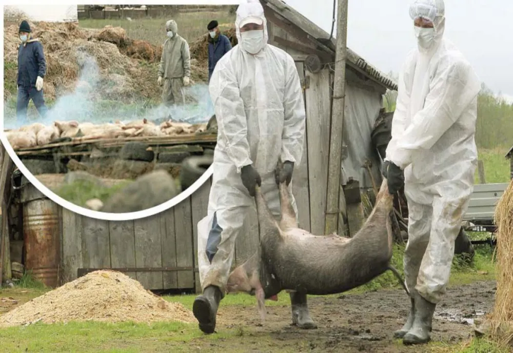 DSVSA Alba intensifică acțiunile de control în perioada sărbătorilor de iarnă