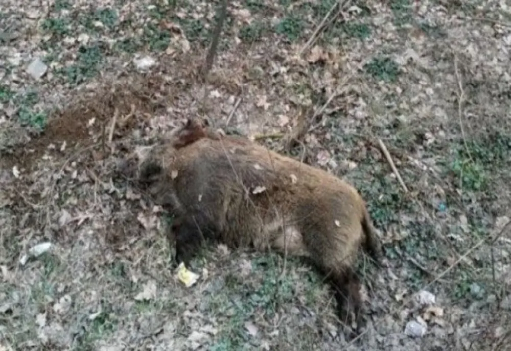 Primul caz de îmbolnăvire cu Pestă Porcină Africană  la un porc mistreț în județul Alba, a fost confirmat. Autoritățile în ALERTĂ