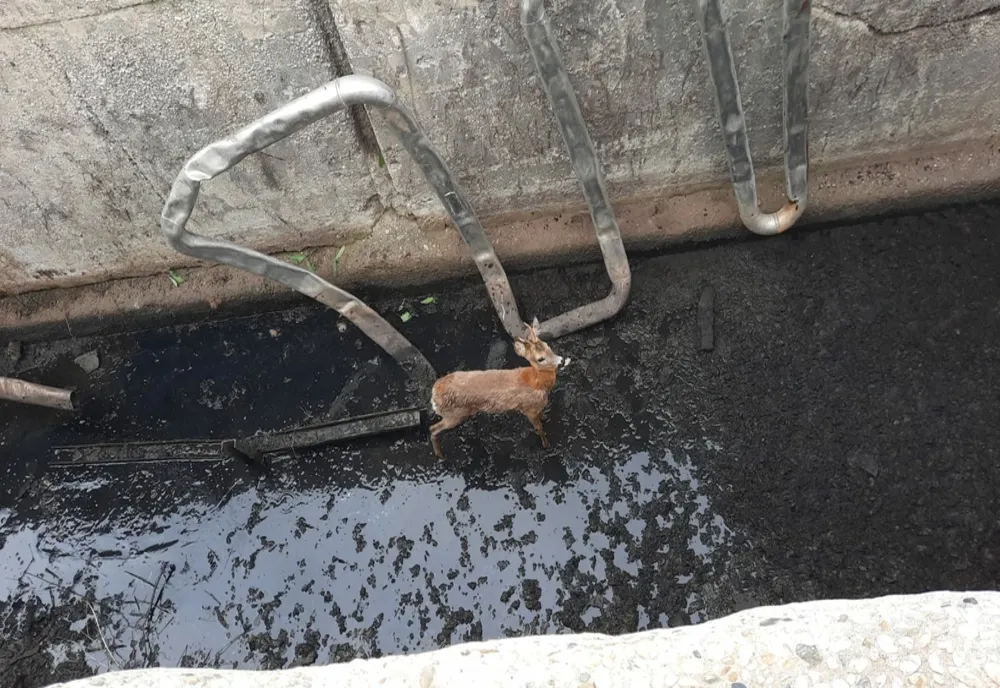 FOTO/VIDEO Căprioară salvată de pompieri