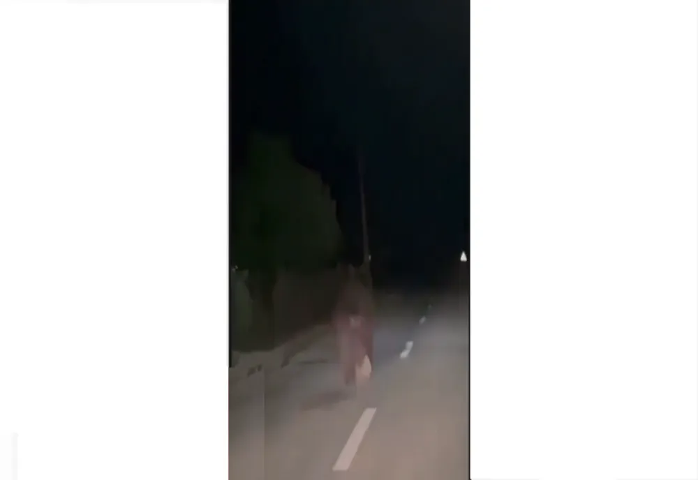 Un șofer s-a trezit cu un urs alergând în fața mașinii