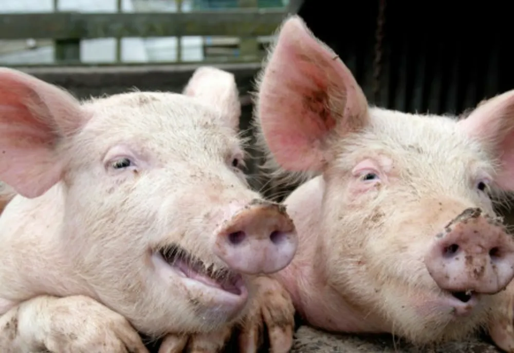  Primul caz de trichineloză depistat la un porc sacrificat în gospodărie 
