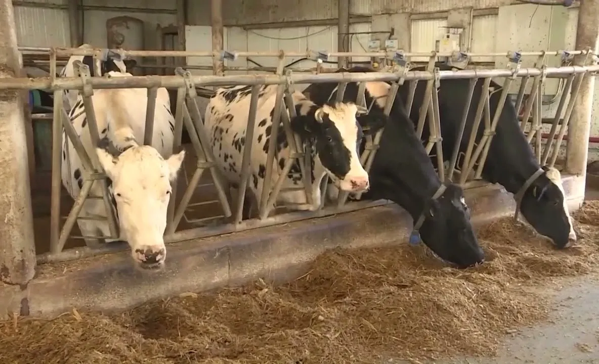 Medicii veterinari se alătură valului de proteste. Cer modificarea legii salarizării și o grilă proprie de venituri