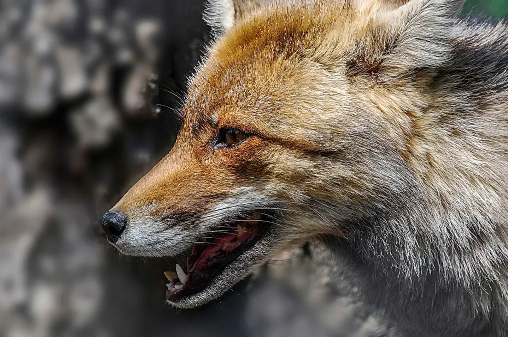 Invazie de vulpi într-o localitate din Mehedinți! Animalele sălbatice au atacat gospodăriile și se plimbă libere pe străzi: Oamenii sunt disperați