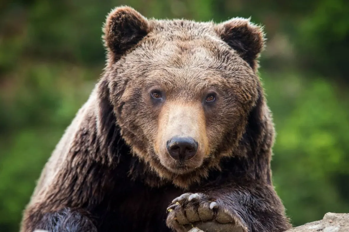 Urs semnalat în satul Sălăgești din comuna Bistra, județul Alba. Locuitorii au primit mesaj RO-ALERT