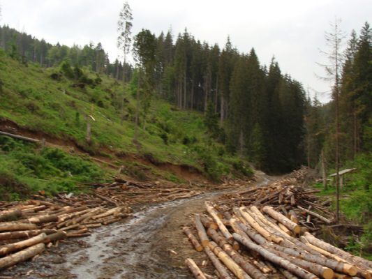 12 mc de material lemnos confiscați de polițiștii din Galda de Jos