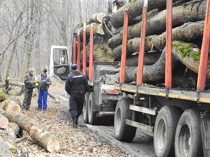 Scutul pădurii : Cu documente FALSE și-a însușit o pădure și a început să o exploateze