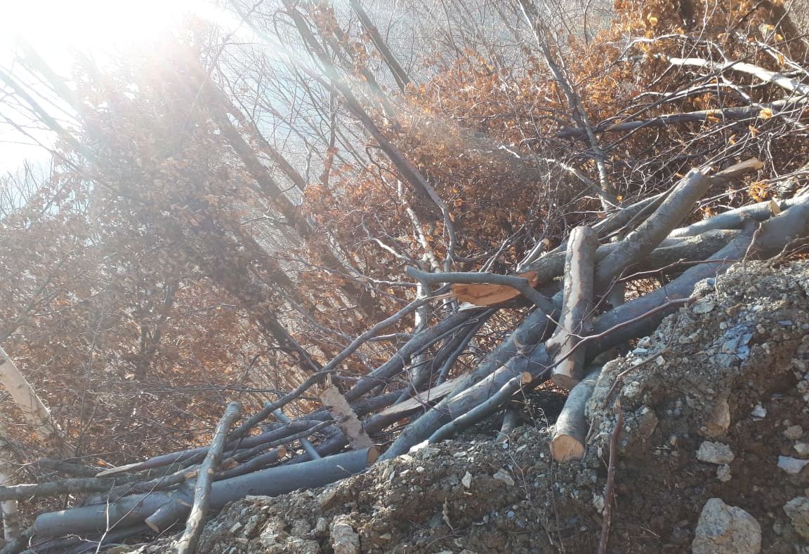 MASACRU în Rezervația Naturală Scărița Belioara. Păduri devastate, buturugi și tranșee de cauciucuri.