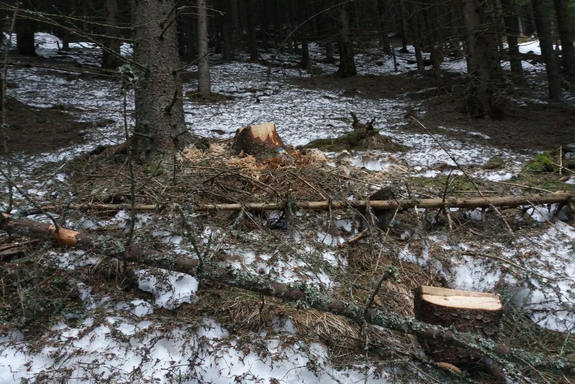 A murit văzându-și pădurea defrișată ! Afaceri monstruase închid gura autoritaților din Alba