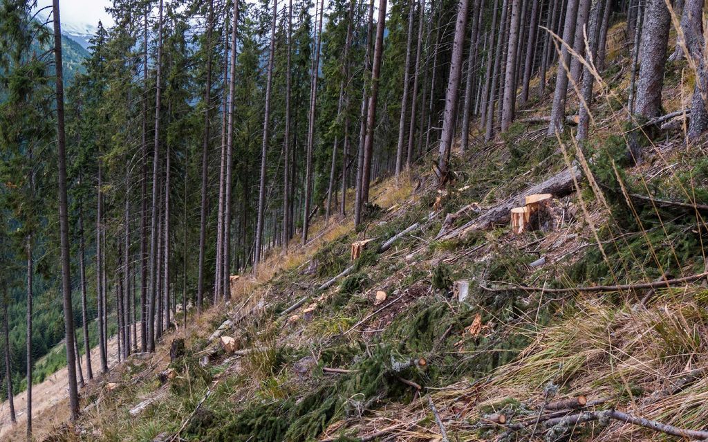 Munții Apuseni, paradisul defrișărilor ilegale !