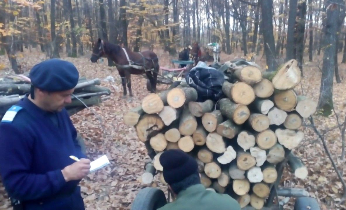 Scutul Pădurii: 74 de controale efectuate în doar două zile