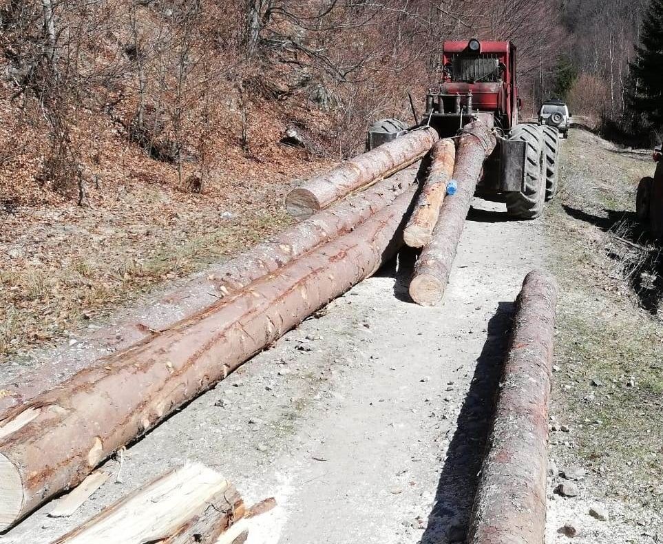 Mafia Pădurilor de pe Valea Arieșului lovită sistematic de polițiști. Cumnatul primarului din Ocoliș prins cu mâța-n sac