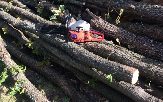 Controale de ”ochii presei” la Direcția Silvică Alba