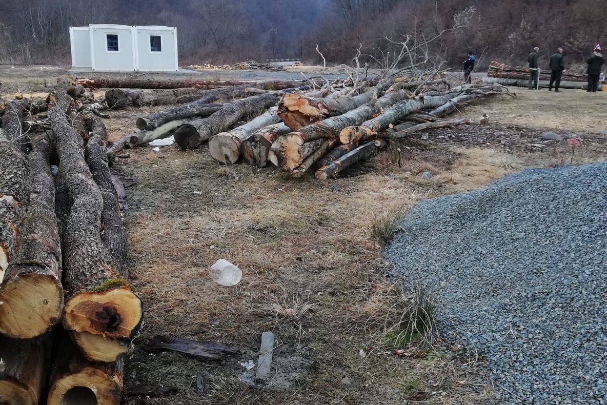 Un pădurar şi un preşedinte de composesorat, reţinuţi de poliţişti