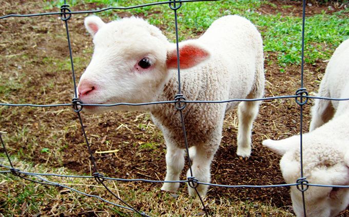 Prins transportând carne de miel fără acte