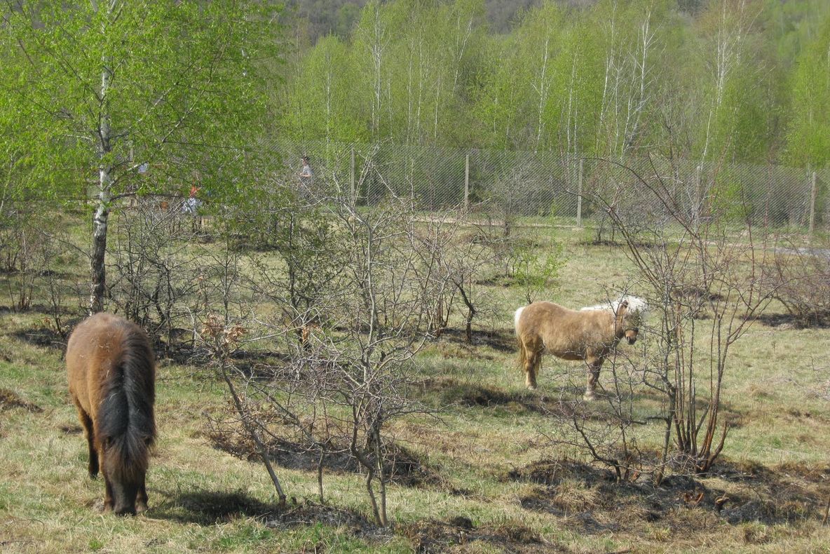 Cinci  proprietari de cai au fost sancţionaţi contravenţional de jandarmi deoarece și-au lăsat caii nesupravegheați