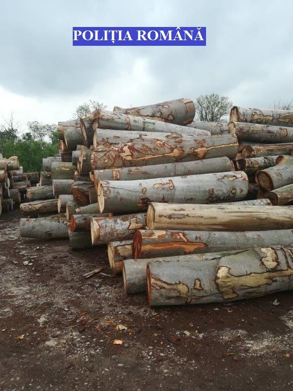 63 mc de lemn fără acte confiscați de la o firmă din Sebeş