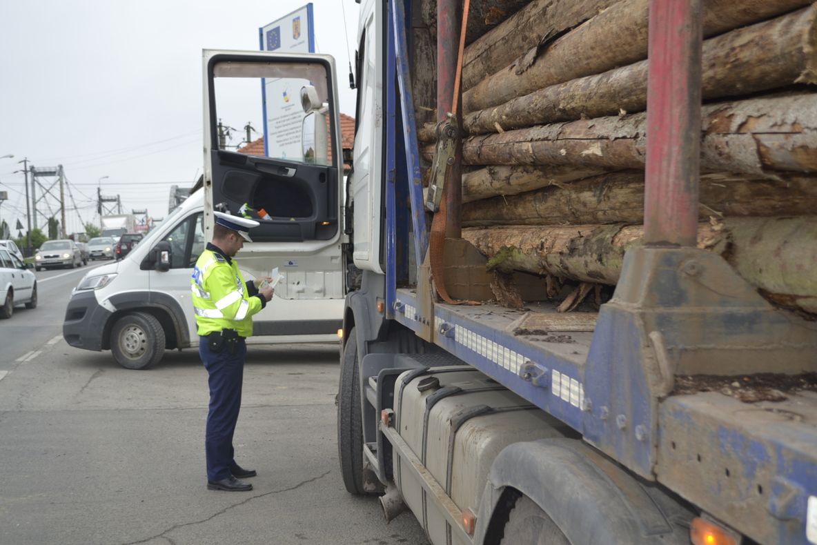 Polițiștii din Alba au confiscat 12,8 mc de material lemnos