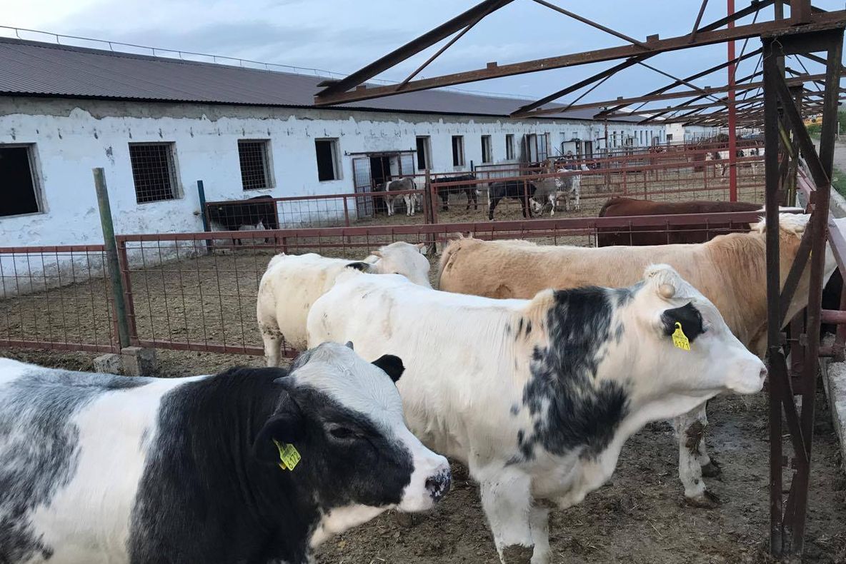 Patru baze de achiziții pentru specia bovine, autorizate de D.S.V.S.A. Alba