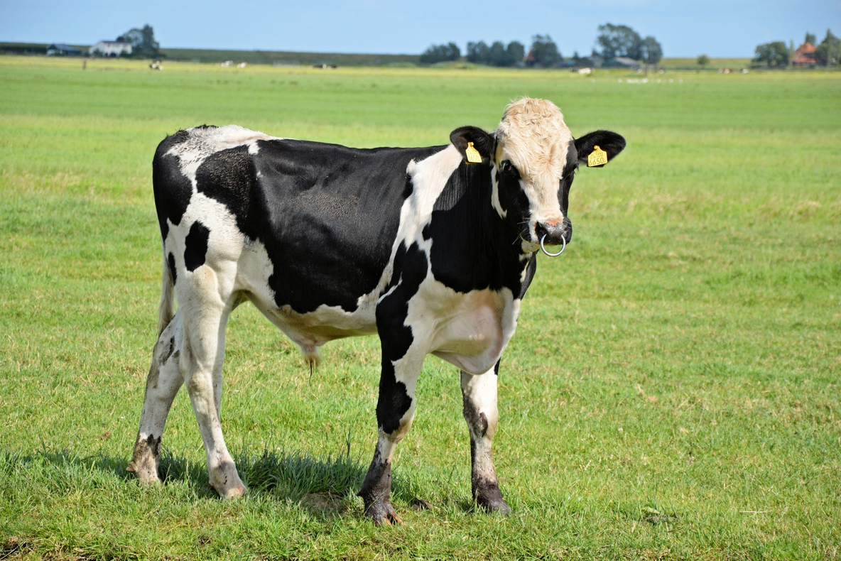 Măsuri pentru crescătorii de animale în perioadele cu temperaturi ridicate