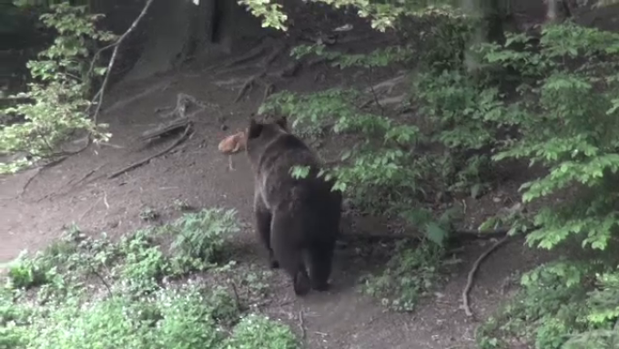 Ursul apărut de câteva zile în zona Alba Iulia a  atacat o gospodărie. Au fost trase focuri de armă