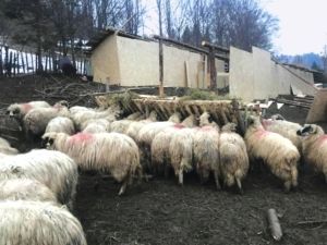 Copil de 13 ani „uitat” de părinți la o stână în Hunedoara. Acesta a fost lăsat să muncească