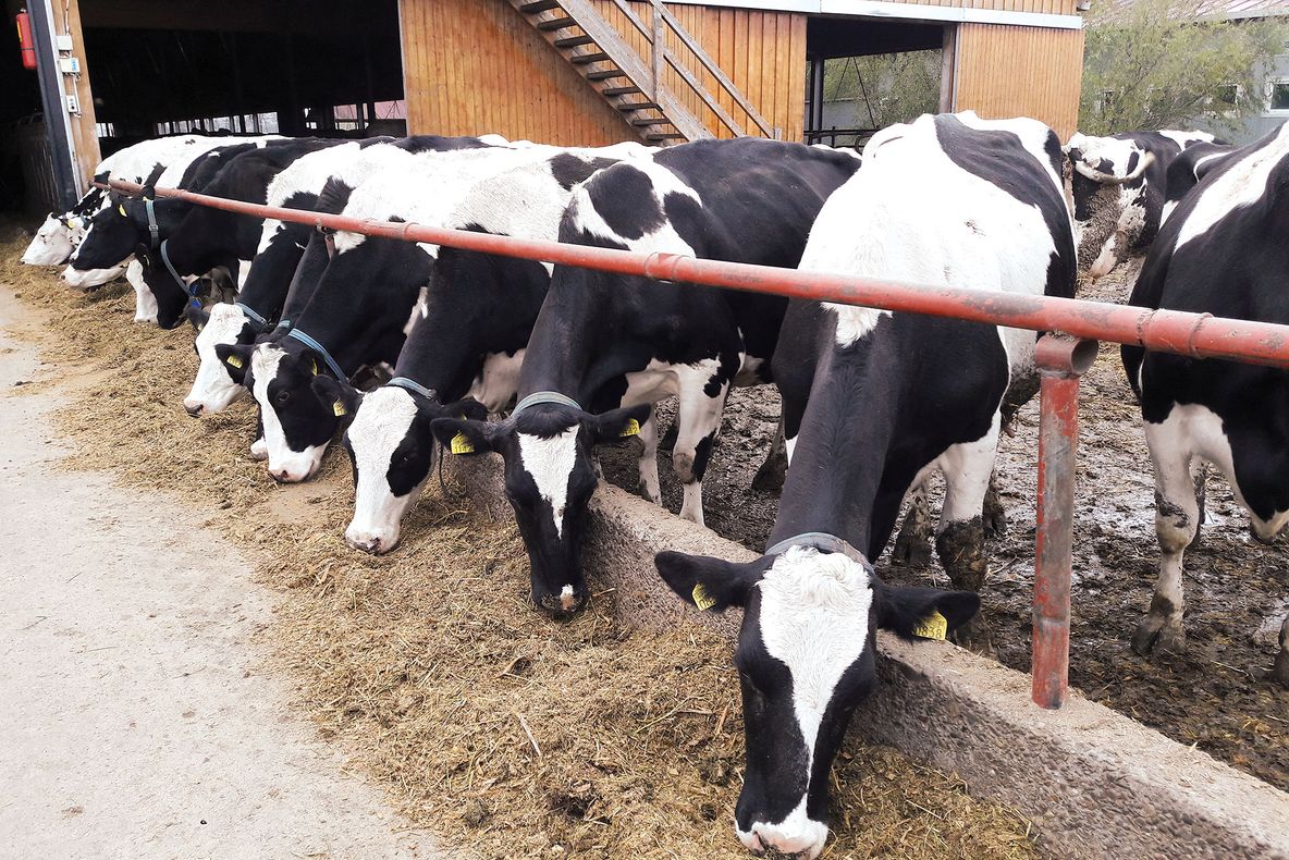 Controale la peste 140 de exploatații de animale din Alba privind respectarea cerințelor pentru acordarea subvențiilor