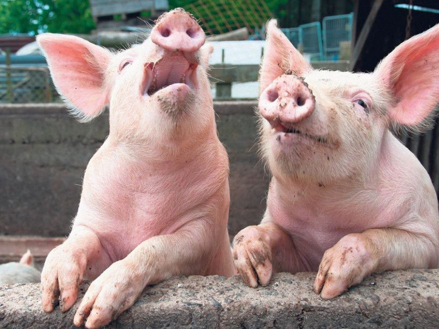 Primăria orașului Cugir : Starea de alertă epidemiologică permanentă - PESTĂ PORCINĂ AFRICANĂ