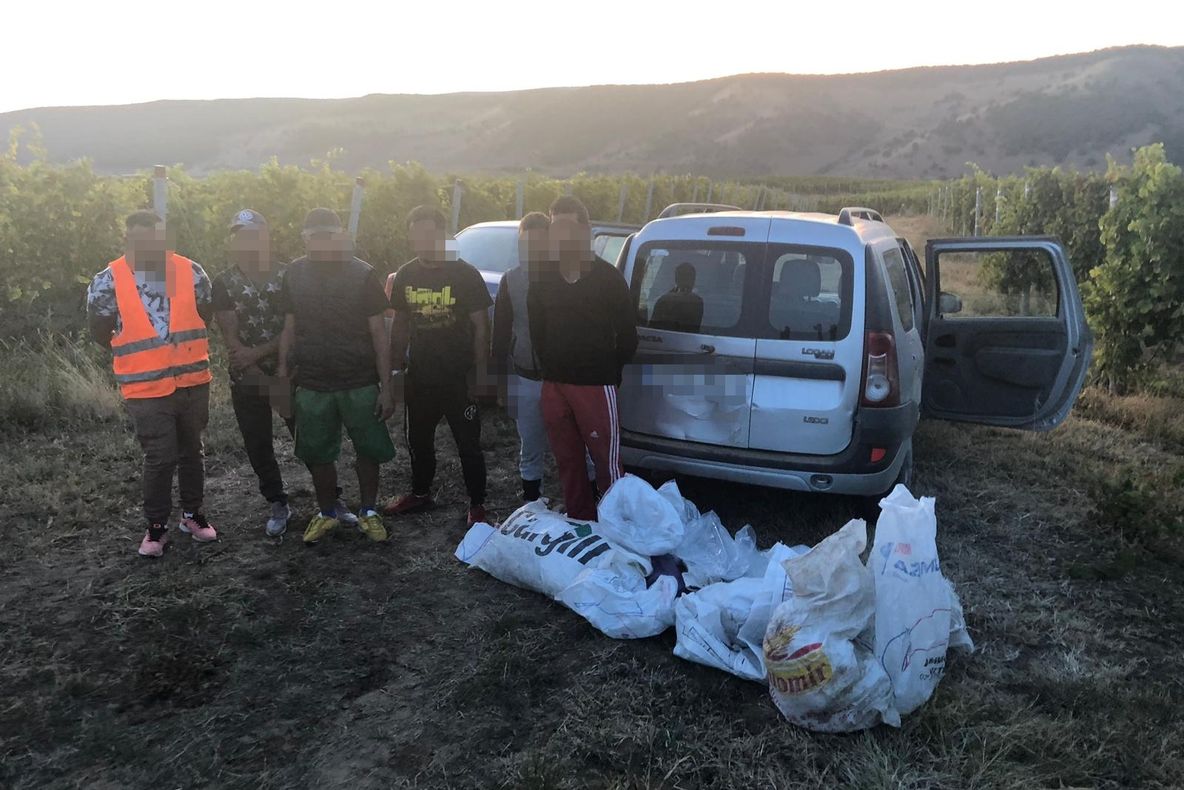 6 tineri din Blaj prinși în timp ce se pregăteau să sustragă struguri dintr-o vie