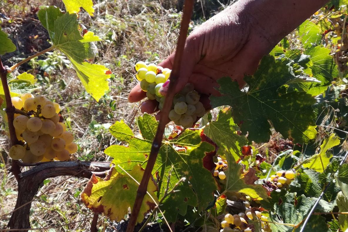 Doi tineri din Blaj au furat aproape 250 de kilograme de struguri