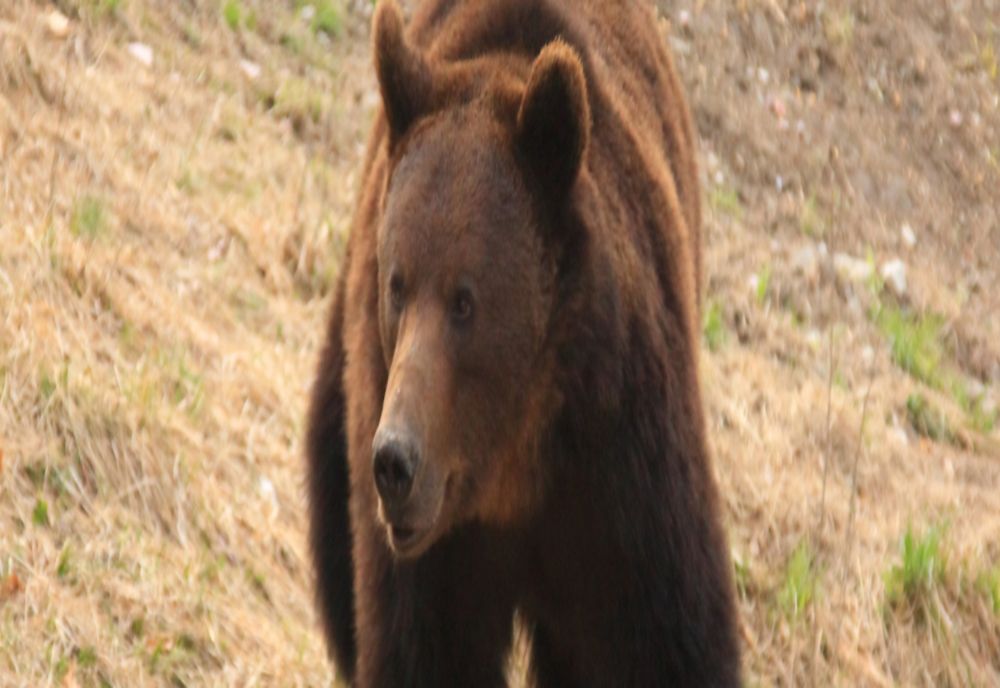 VIDEO: Imagini rare cu un urs ce își duce prada spre loc sigur!
