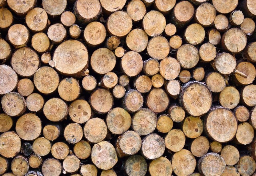 Amenzi pentru sustrageri ilegale de material lemnos