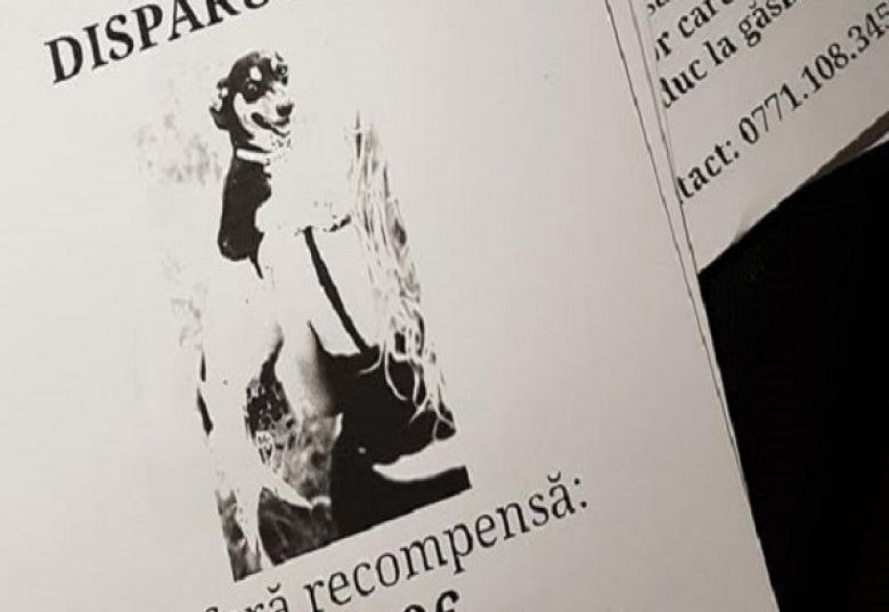  Câinele fugărit de un sat întreg pentru recompensa de 1100 de euro: "Niiii, câinele ăla cu bani mulți" și alergau să o prindă 