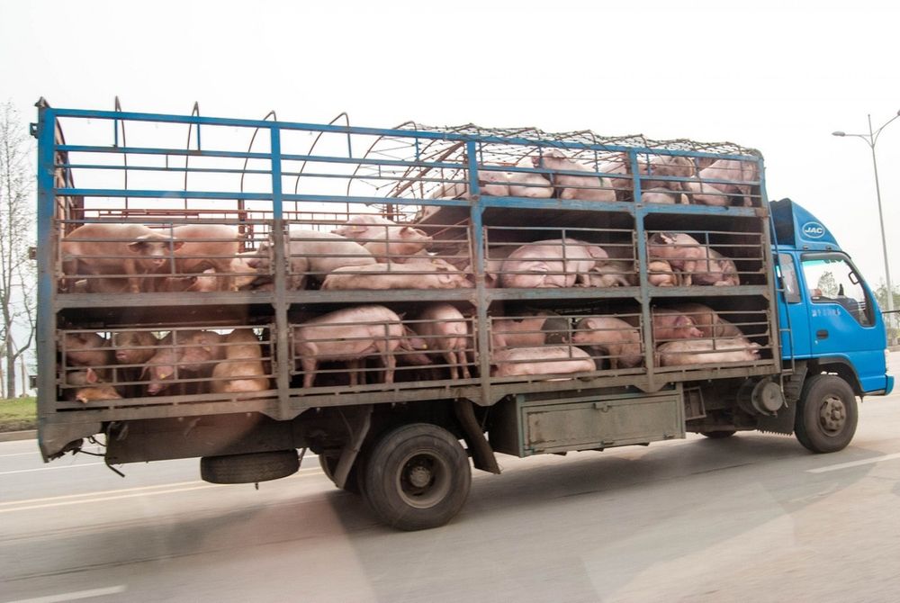 Transport ilegal de porci identificat pe raza județului Alba!