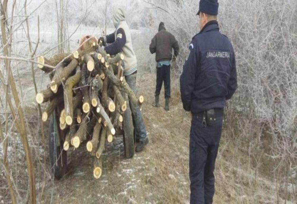 IJJ Alba : Amenzi de peste 11000 de lei pentru furturi de masă lemoasă