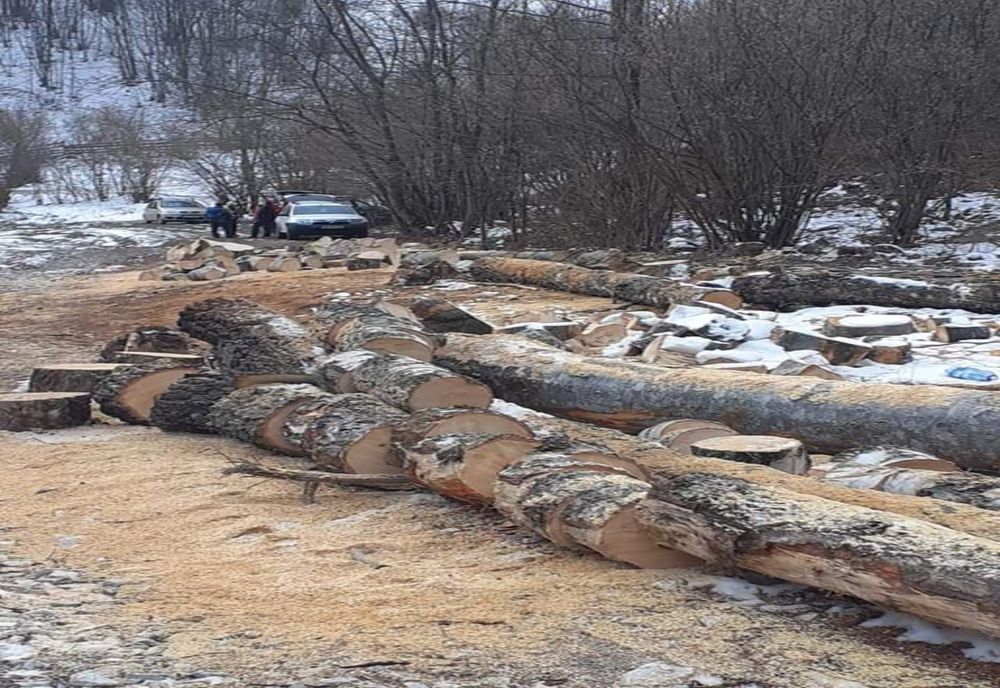Continuă MASACRUL în Rezervația Naturală Scărița Belioara. Autoritățile în continuare DORM !