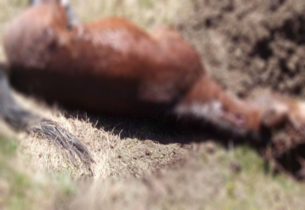 BRACONAJUL scăpat de sub control în Munții Apuseni. Doi cai de tracțiune au fost ÎMPUȘCAȚI fiind confundați cu cerbi sau căprioare 