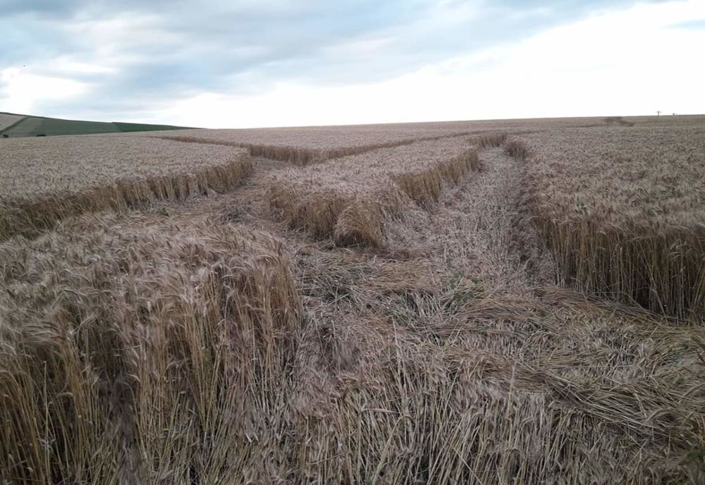 TERIBILISM. Tineri căutați de poliție după ce au culcat la pământ un lan de grâu - FOTO