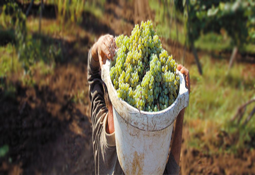 Prins cu struguri furați