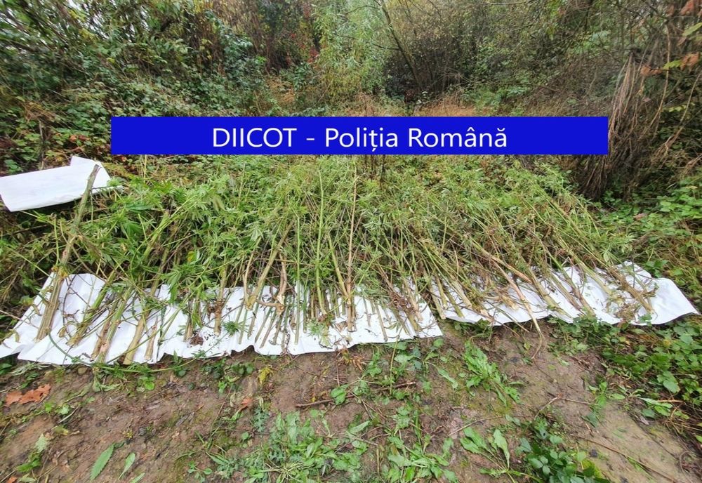 FOTO | Percheziţii la traficanţi de droguri: 140 de kilograme de plante de cannabis au fost distruse
