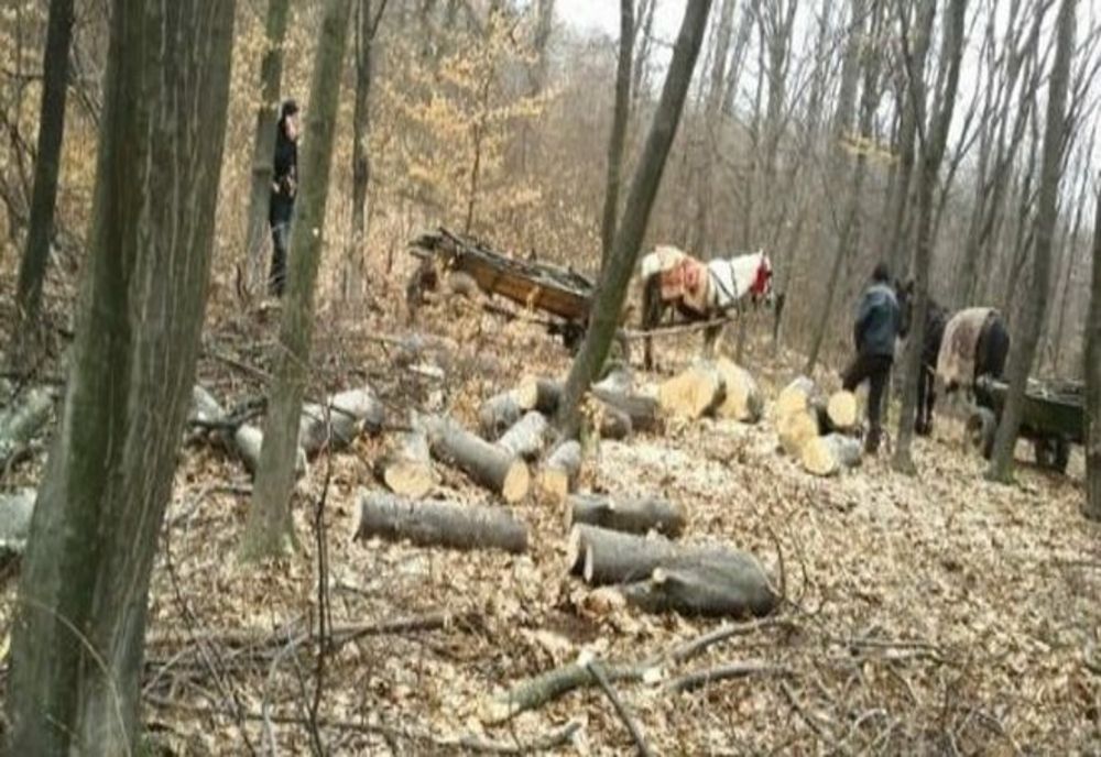 A tăiat arbori din pădurea primăriei 