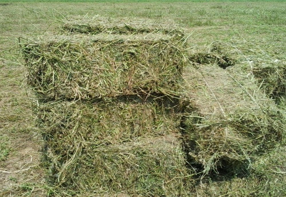 Prinși la furat lucernă