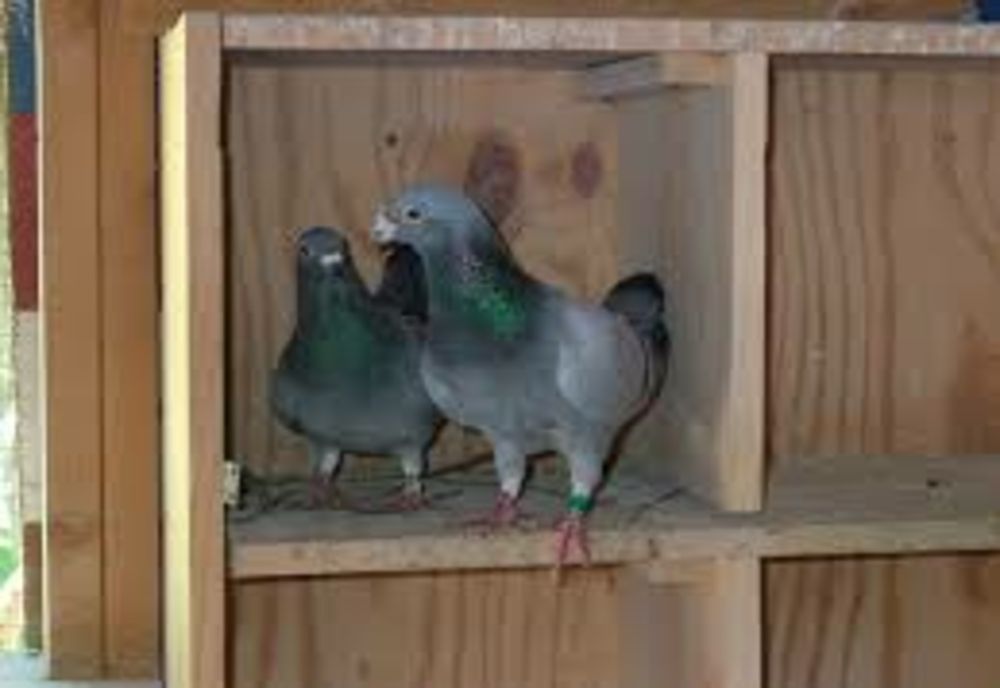 Hoț columbofil! Valoarea prejudiciului depășește 1000 de euro