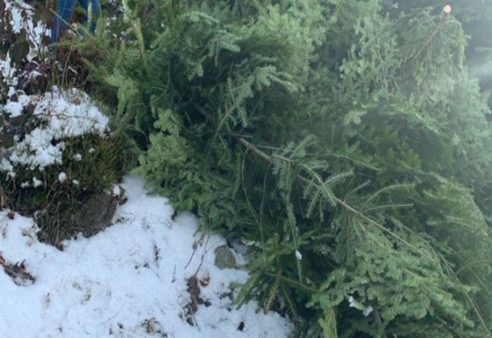 68 de pomi de Crăciun, confiscați de polițiștii din Apuseni